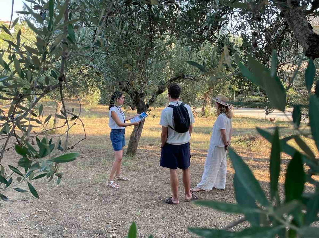 Liokarpos Olive Oil Tasting Experience-Finikounda必去景点