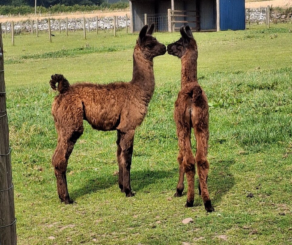 Balnuith Alpacas-敦提必去景点