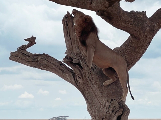 Pinnacle Adventures and Safaris-莫西必去景点