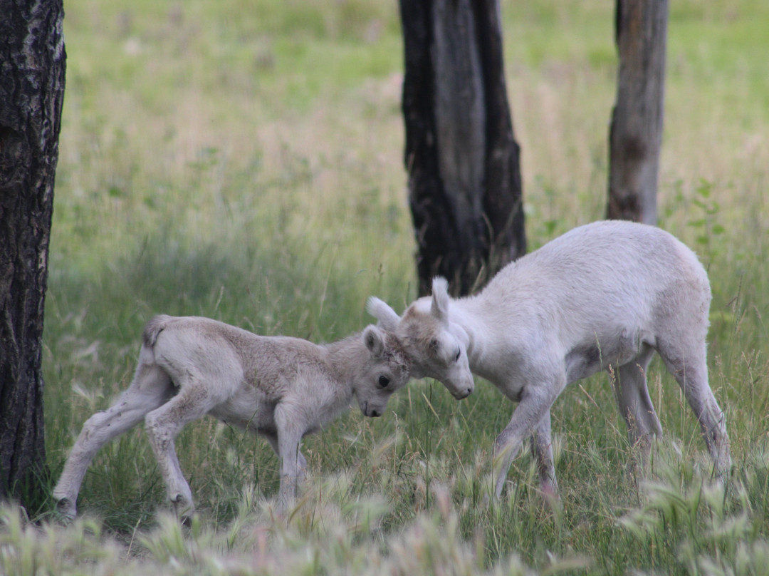 Yukon Wildlife Preserve-白马市必去景点