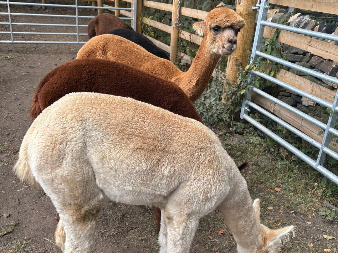 梅菲尔德羊驼馆-谢菲尔德必去景点