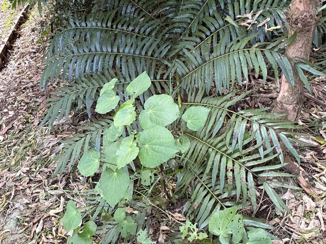 Hukutaia Domain-Opotiki必去景点