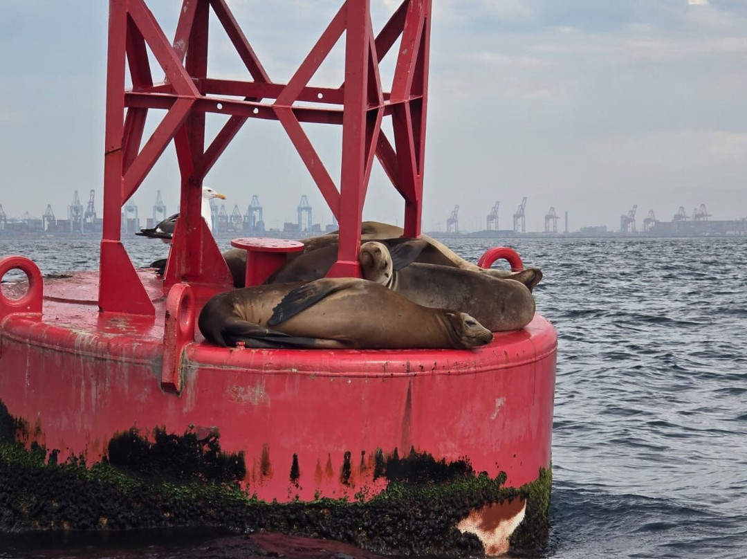 SoCal Whale Watching-长滩必去景点