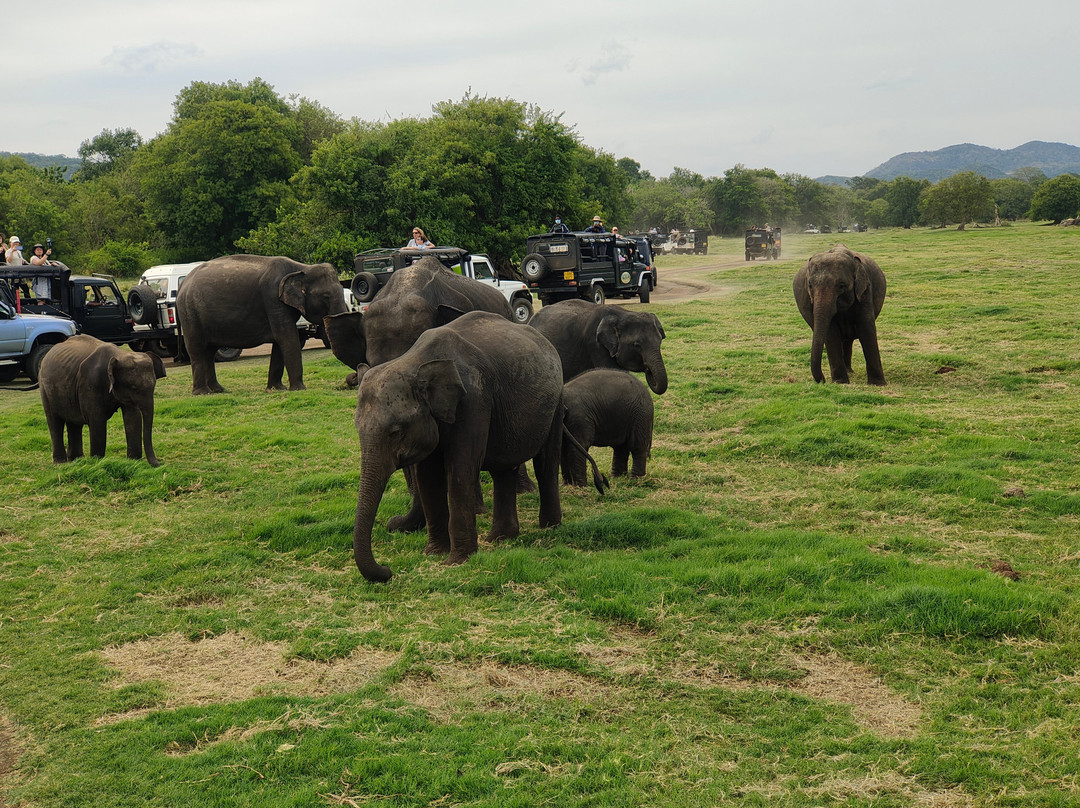 Minneriya Safari Tours-哈巴拉娜必去景点