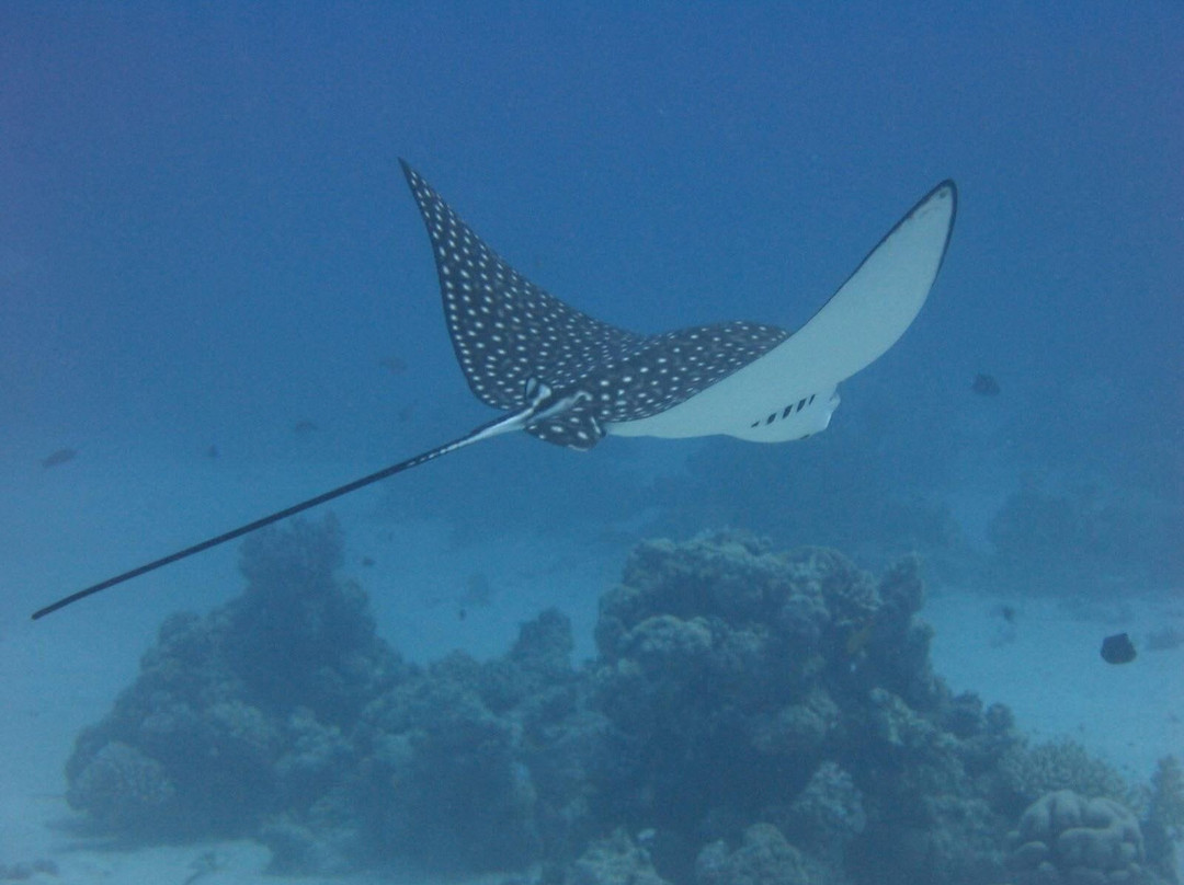 Millennium divers Sharm-沙姆沙伊赫必去景点