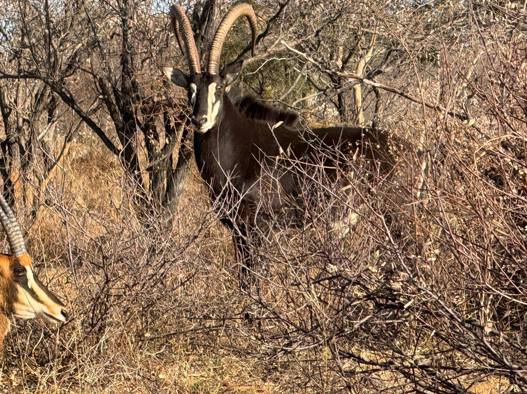 Kuche Safaris-Lephalale必去景点