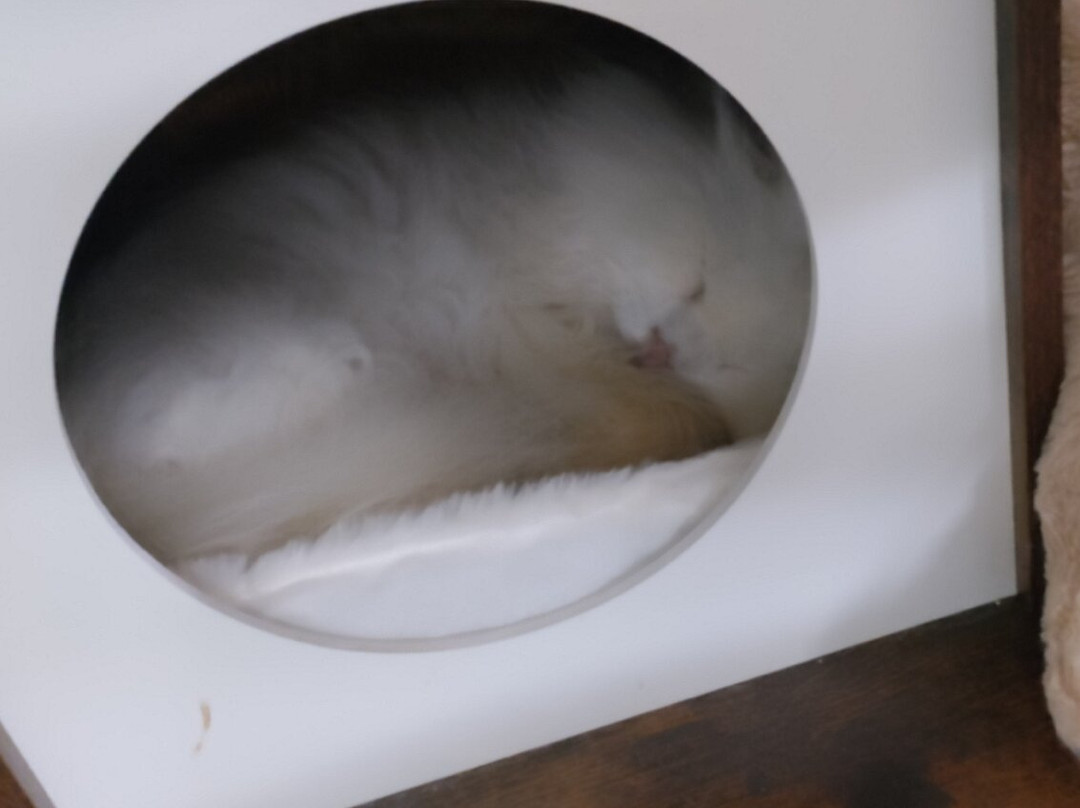 Bedford Cat Café-贝德福德必去景点
