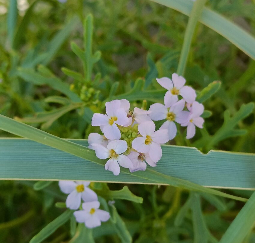 Bunbeg Wreck - Bád Eddie (eddie's Boat)-Gweedore必去景点