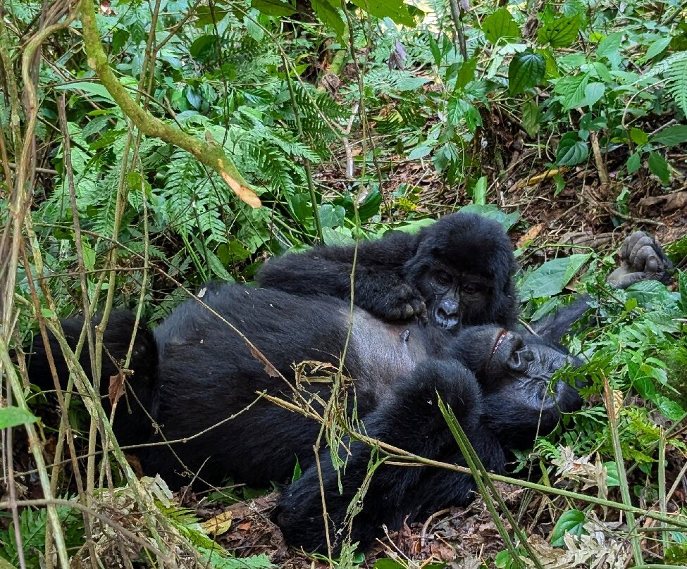 Insight Safari Holidays-Kanungu必去景点