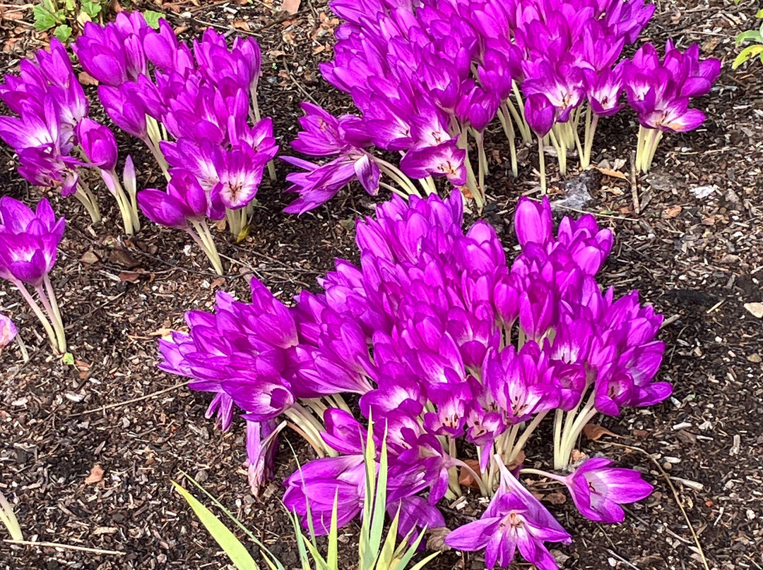 RHS Garden Harlow Carr-哈罗盖特必去景点