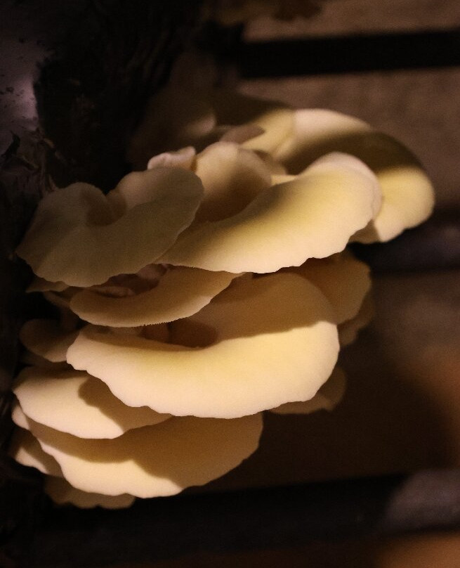 Musée du Champignon-梭缪尔必去景点