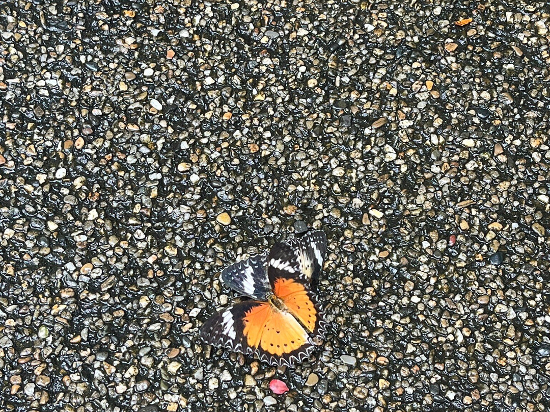 蟲鳴大地-巴巷海滩必去景点