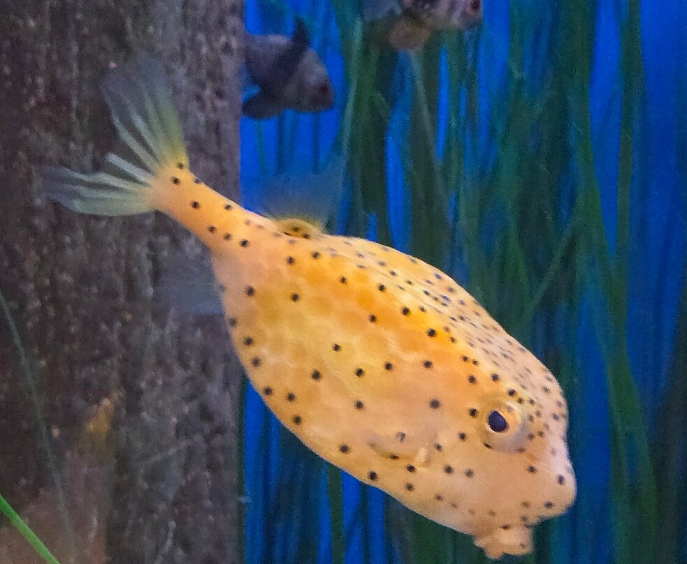 Newport Aquarium-Newport必去景点