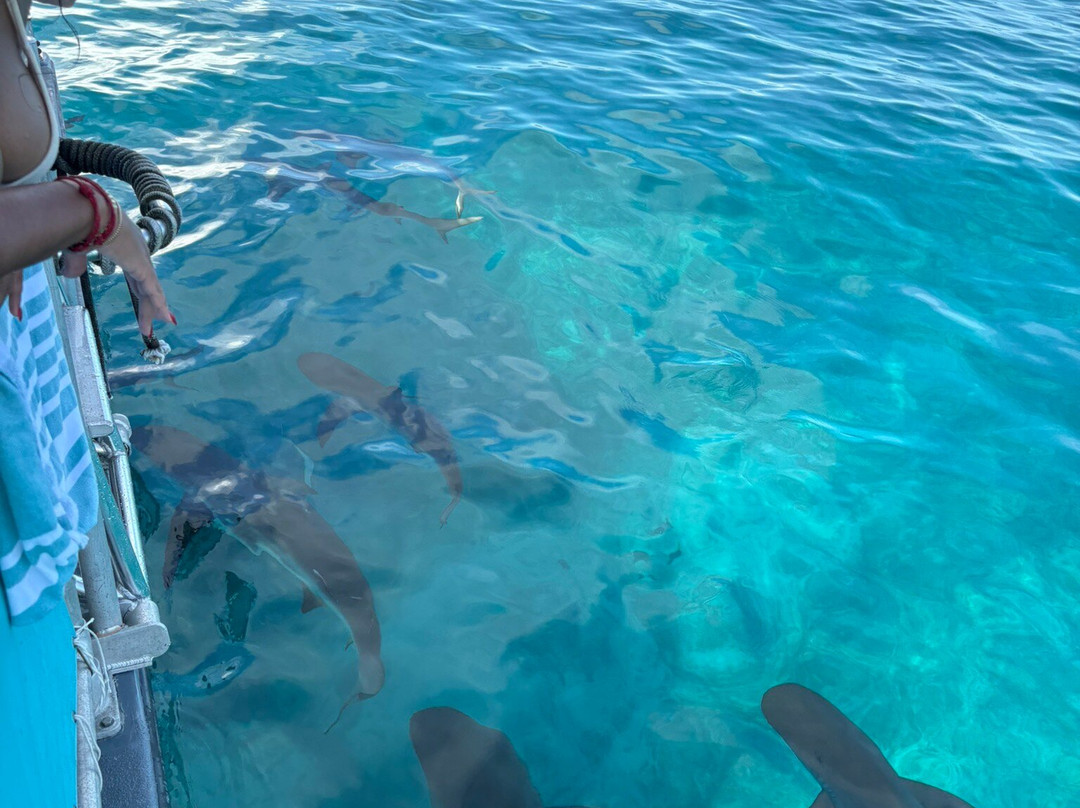 Neal Watson's Bimini Scuba Center-Alice Town必去景点