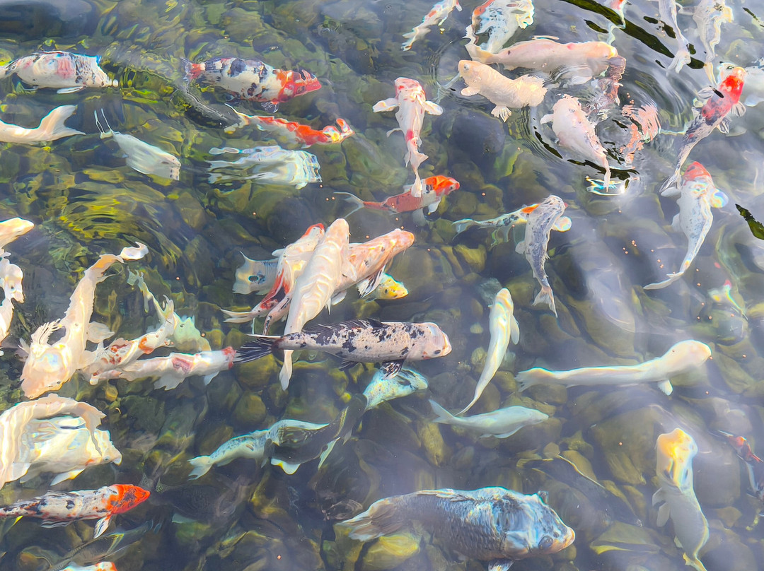 Wisata Air Desa Ponggok-Klaten必去景点