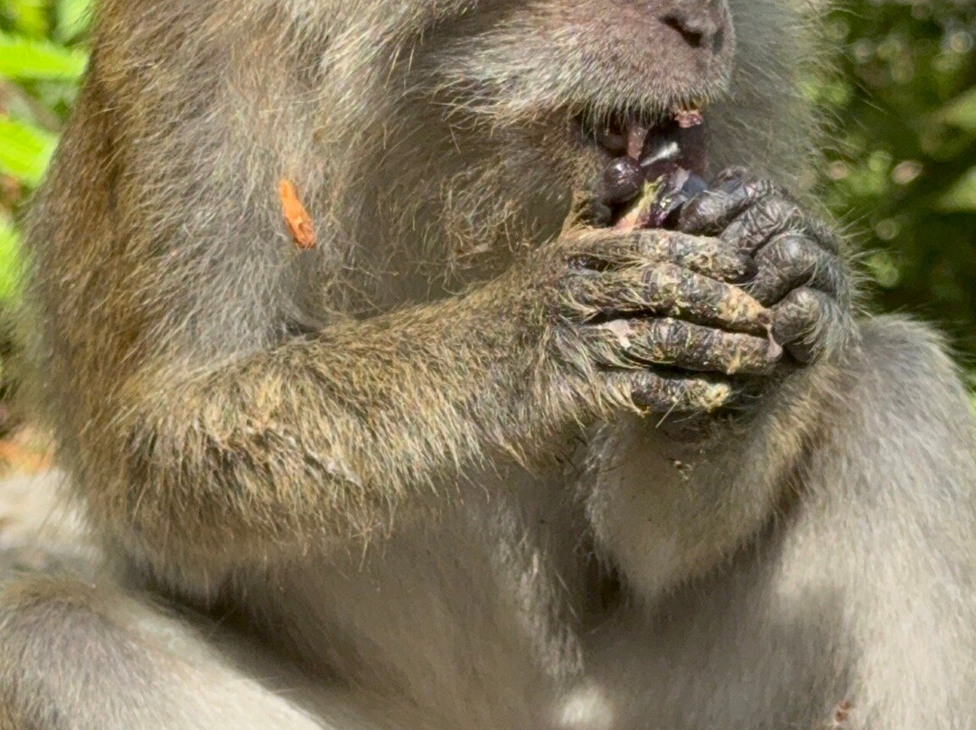 The Habitat Penang Hill-槟城岛必去景点