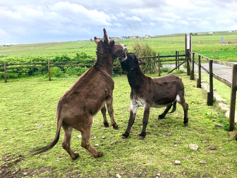 Puffin Croft Petting Farm & Farm Shop-John O'Groats必去景点