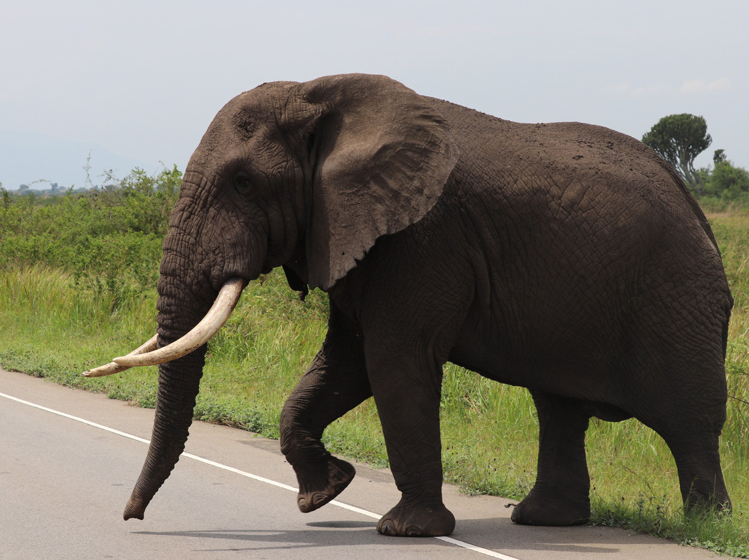 Uzuri Uganda Safaris-坎帕拉必去景点