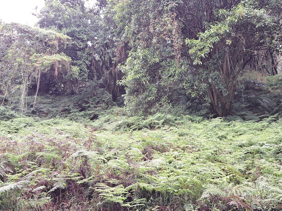 Kigezi Vima Safaris-Kibale National Park必去景点