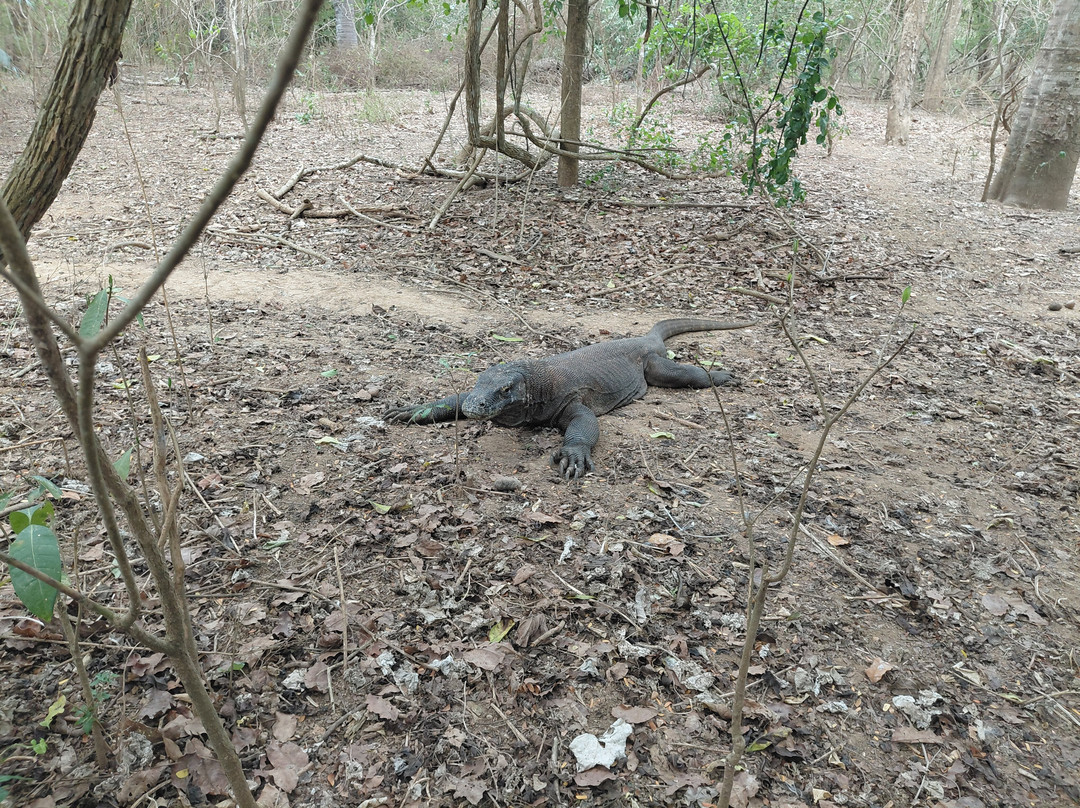 Komodo Dreamland Tour-Labuan Bajo必去景点