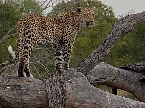 African Aerial Safaris-比勒陀利亚必去景点