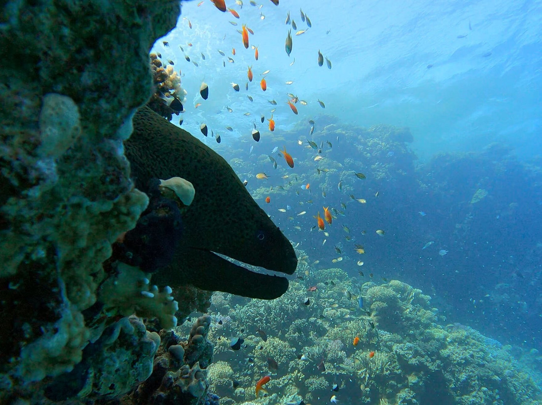 Orca Dive Club Safaga-Safaga必去景点