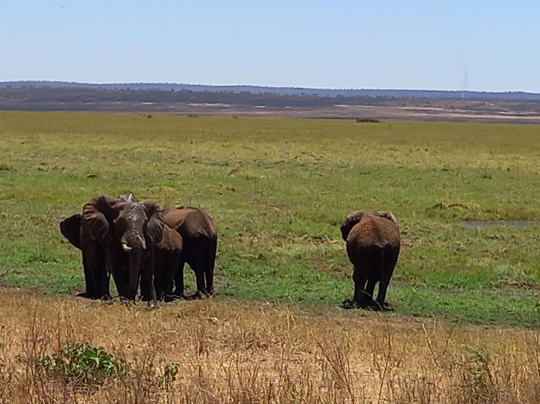 Tarangire National Park-塔兰吉雷国家公园必去景点