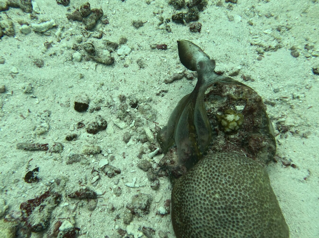 Euro-Divers Dhigali-Meedhoo必去景点