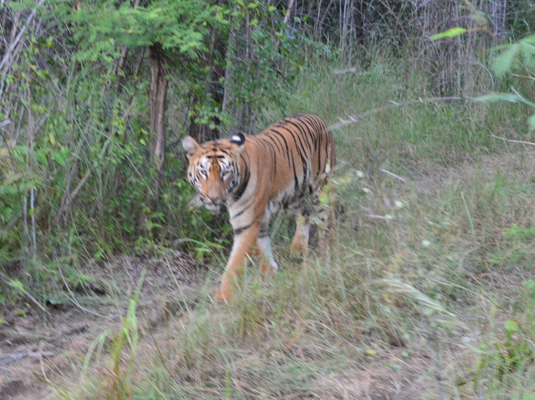 Jungle Bucket List-Moharli必去景点