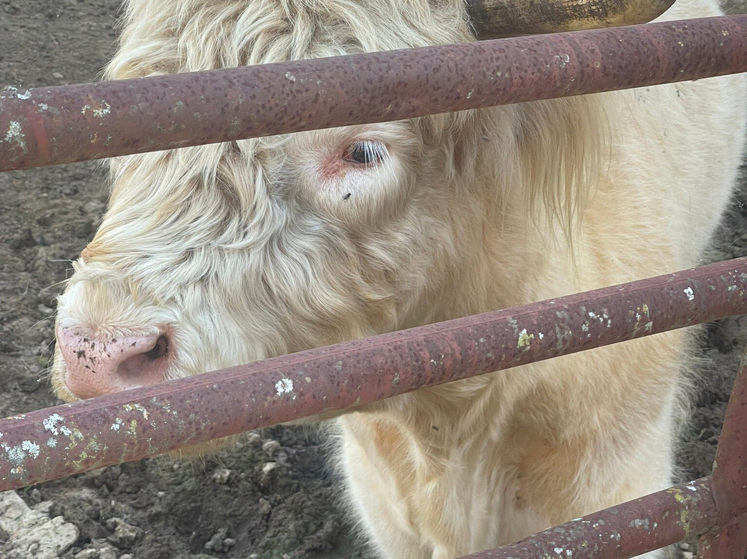 The Funny Farm-Chuckey必去景点