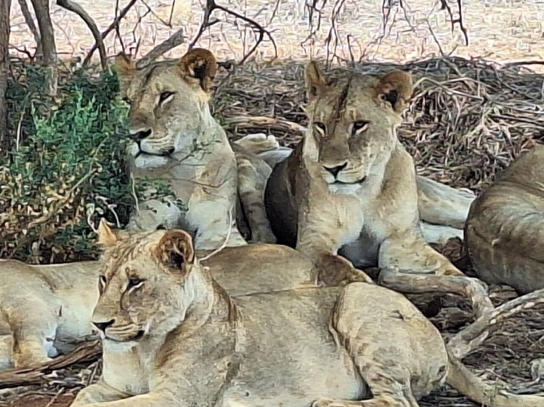 Safari Kenya roberto toba-瓦塔木必去景点