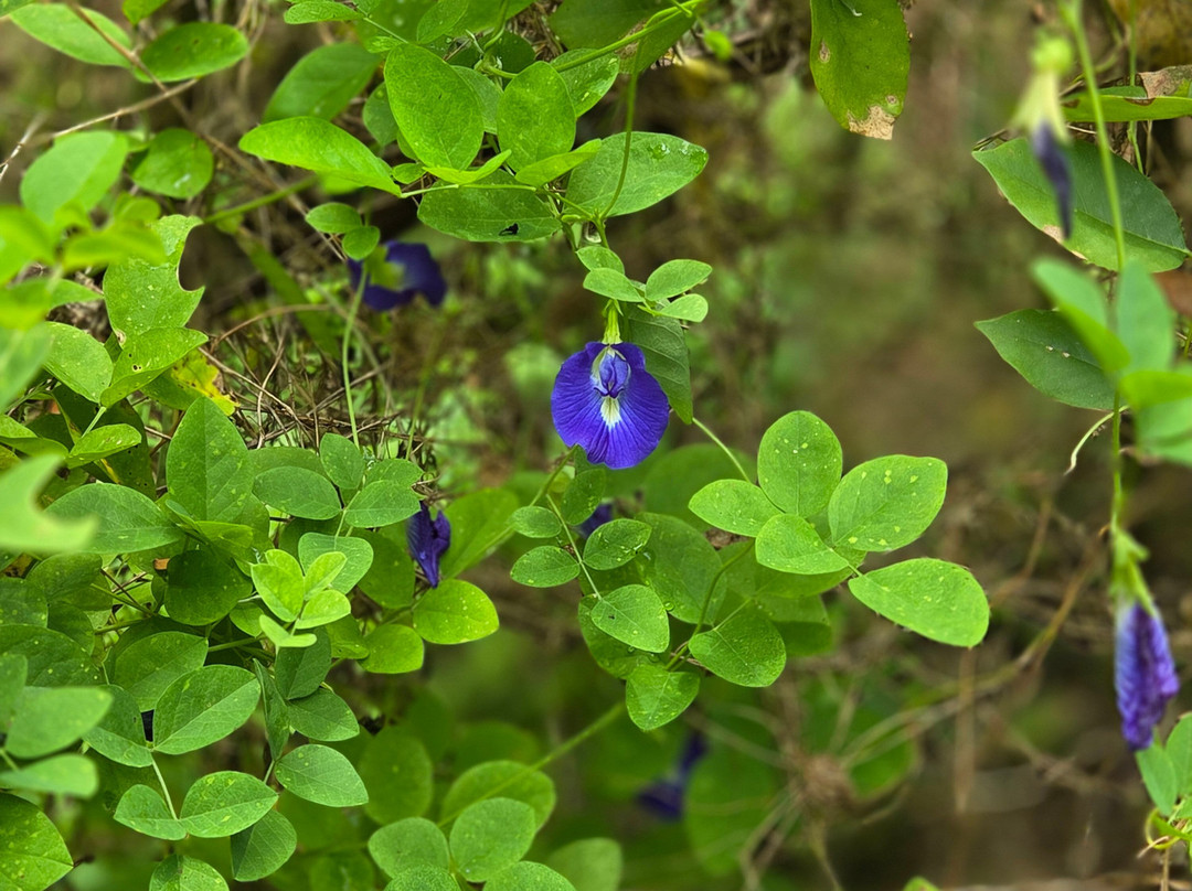 Plantage de Grote Tuin-Kalibaru必去景点