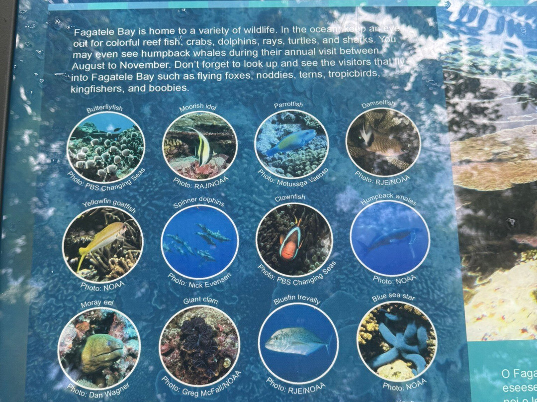 Fagatele Bay Trail-Futiga必去景点