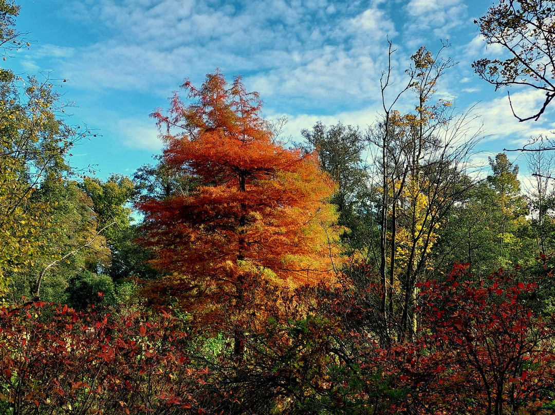 Fairhaven Woodland and Water Garden-South Walsham必去景点