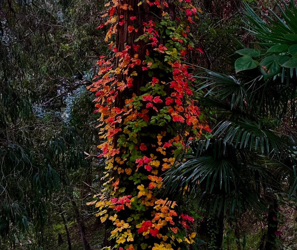 Batumi Botanical Gardens-巴统必去景点