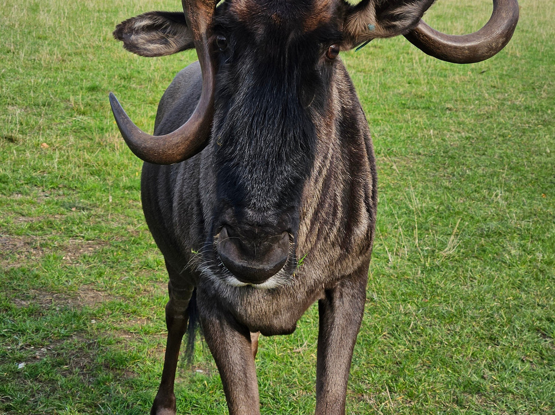 Watatunga Wildlife Reserve-金斯林必去景点