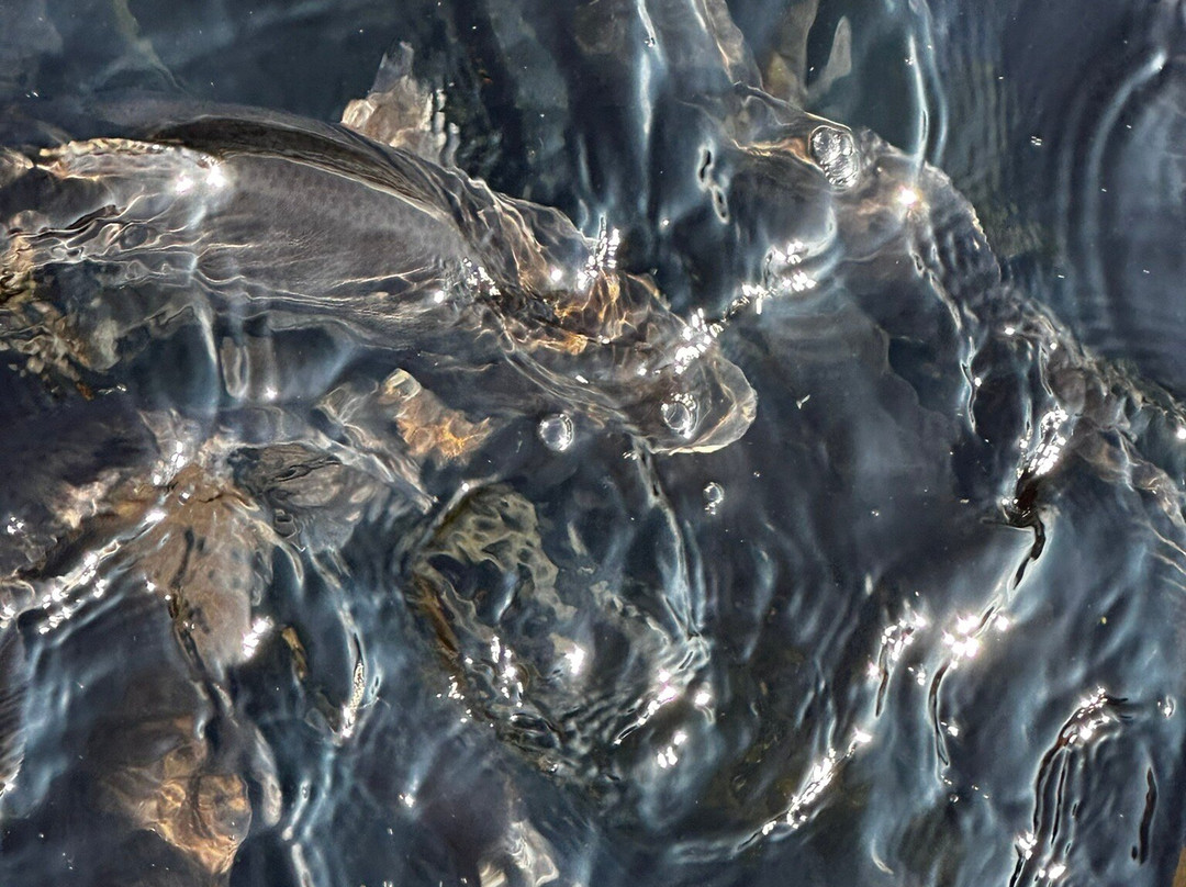 Shepherd of the Hills Fish Hatchery-布兰森必去景点