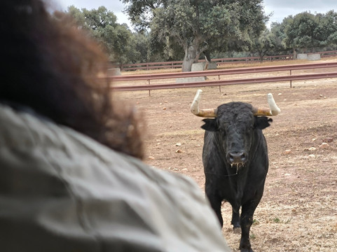 Aprende de Toros-塞维利亚必去景点