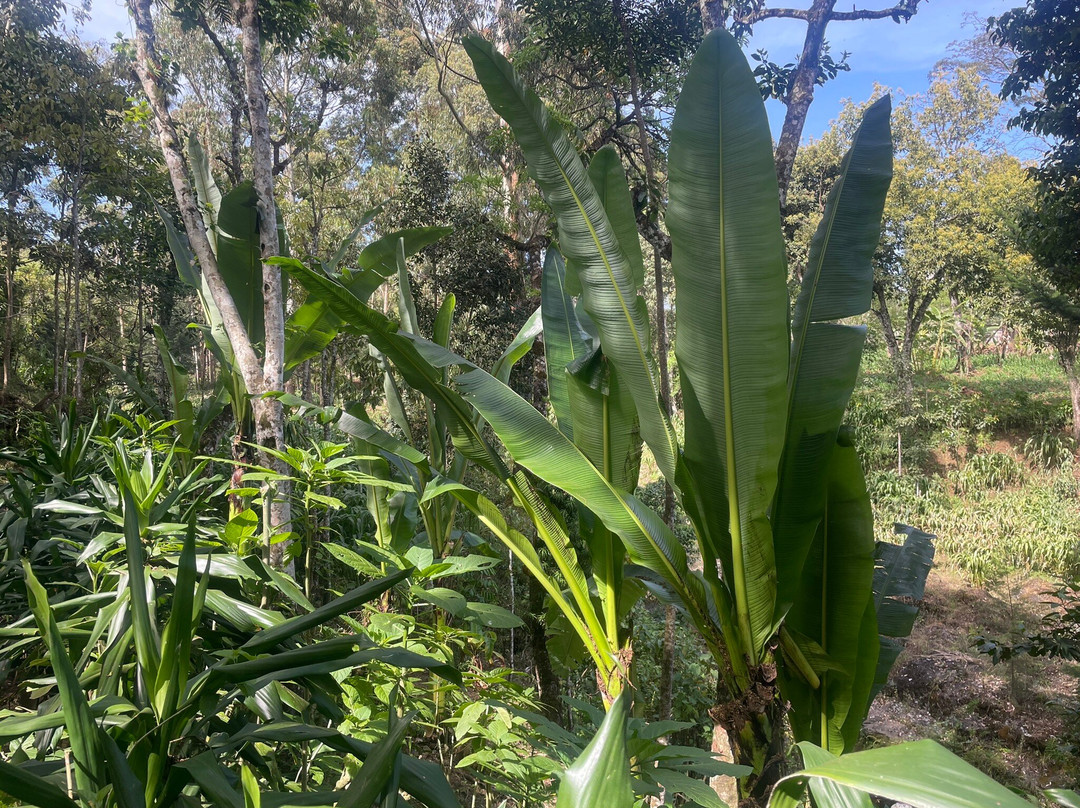 Mai Kilimanjaro Home Stay
