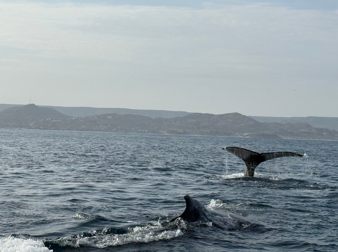 PacIfico Adventures-Organos必去景点
