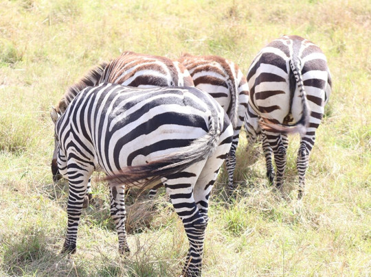 Wild Springs Adventures-内罗毕必去景点