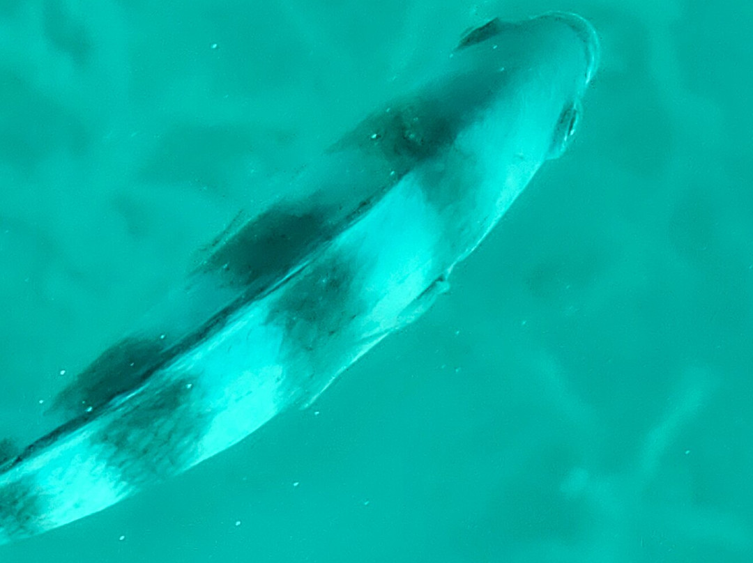 Arnaud Péka-Rose Hill必去景点