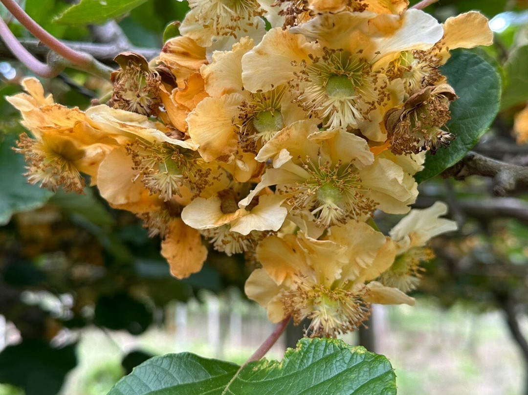 Chácara Kiwi da Serra-Balsa Nova必去景点