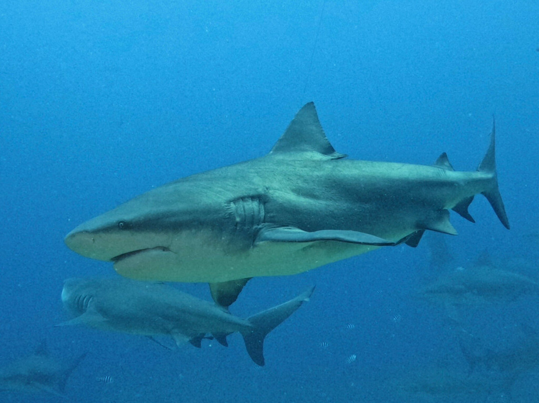 Aqua-Trek-太平洋港必去景点