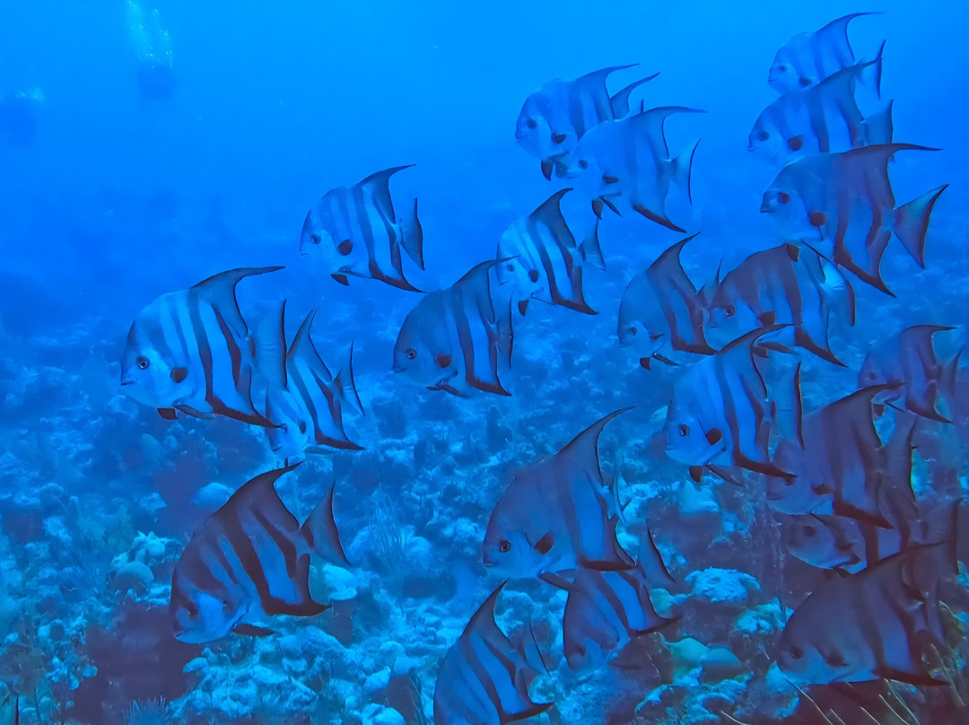 Diving Center Cayo Largo del Sur-拉戈岛必去景点