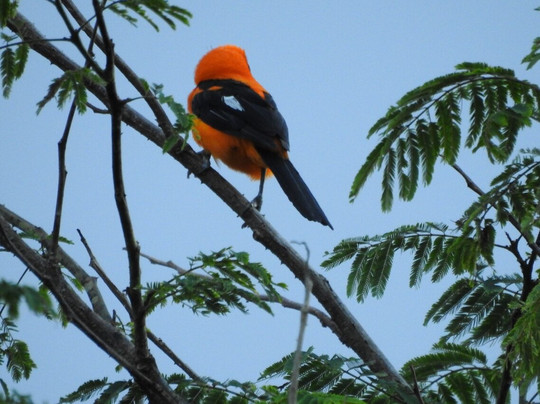 Road Scholar-波士顿必去景点
