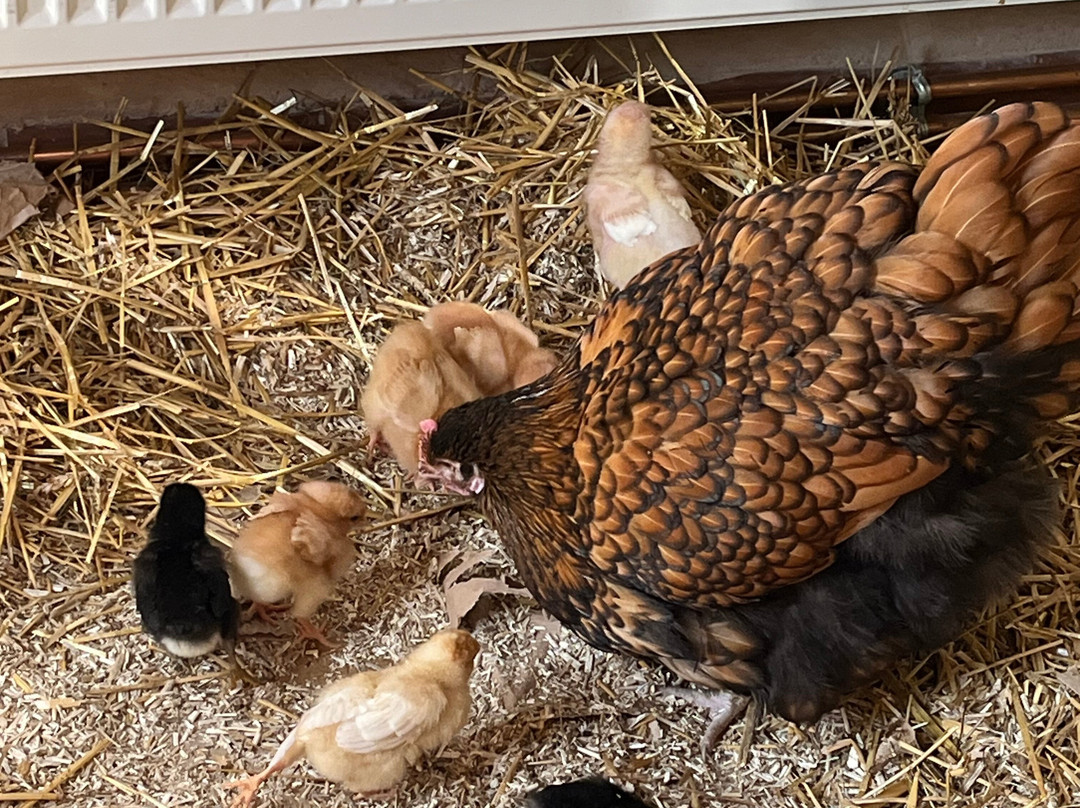 Bureau D'information Touristique De Turckheim-图克汉必去景点