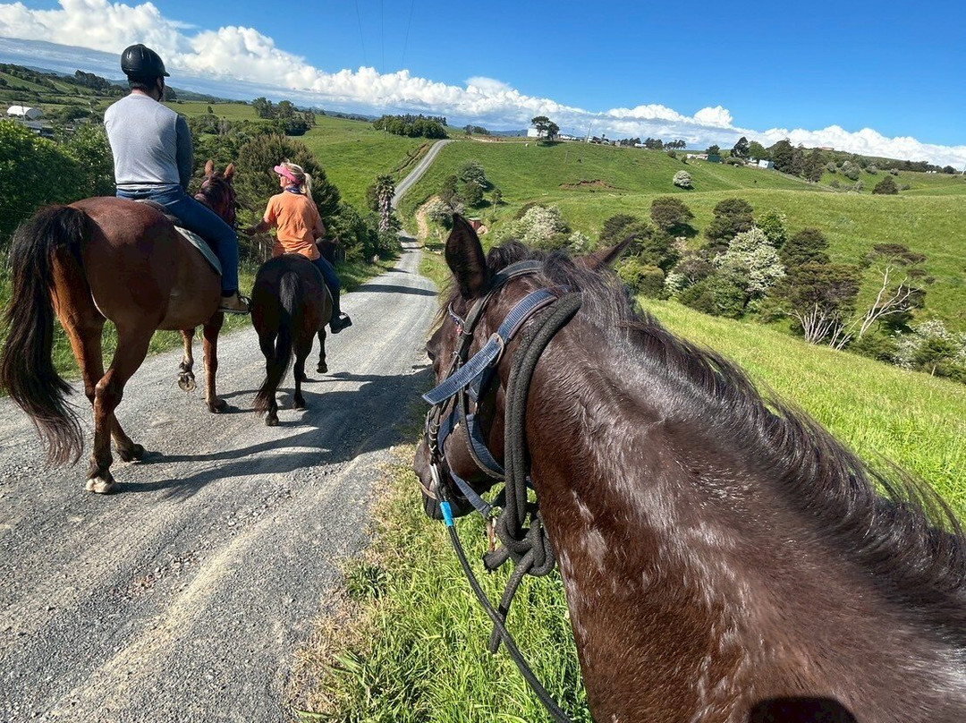 Surf & Turf Horse Riding Raglan-拉格伦必去景点
