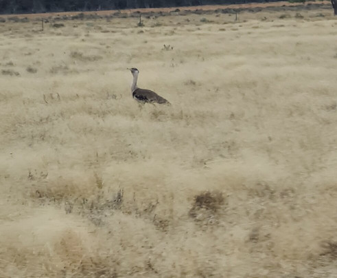 Outback Opal Tours-Lightning Ridge必去景点