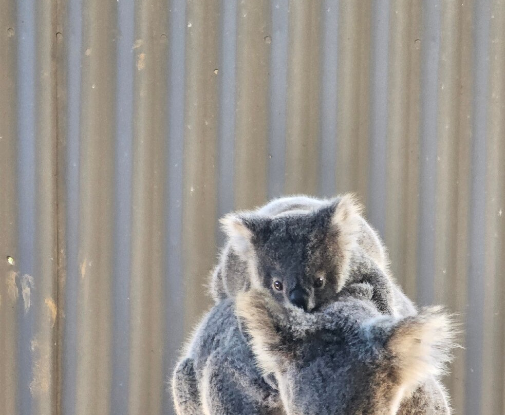 Billabong Zoo Koala & Wildlife Park-麦克夸利港必去景点